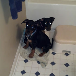 Meet your Posher, John wayne